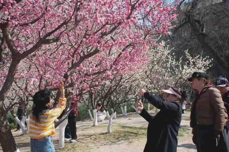  消费惯性与转型压力：解析“赏花经济”的跨界增长逻辑 股票财经 消费惯性与转型压力：解析“赏花经济”的跨界增长逻辑 股票财经