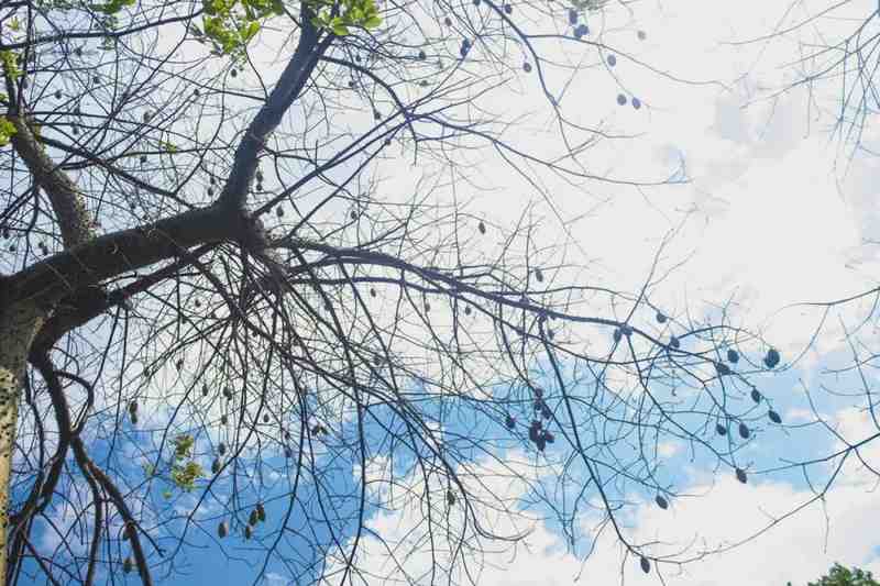  木棉与异木棉：植物学视角下的花期差异与识别指南 文化旅游