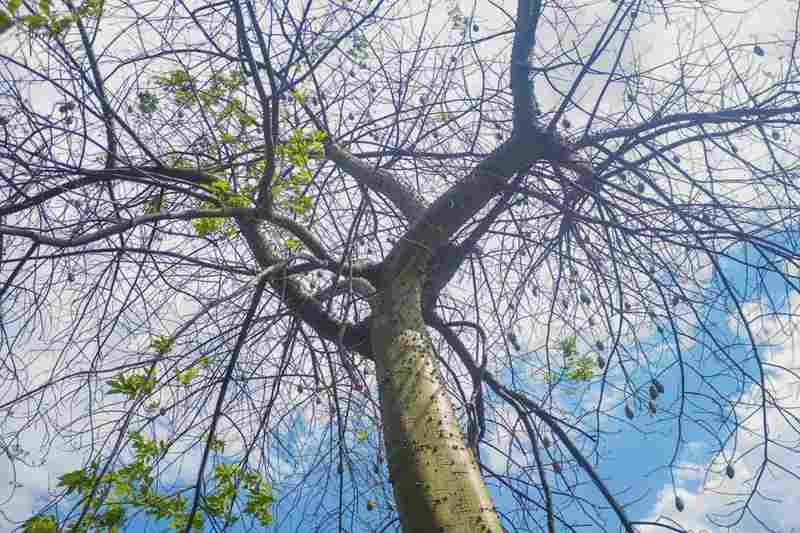  木棉与异木棉：植物学视角下的花期差异与识别指南 文化旅游