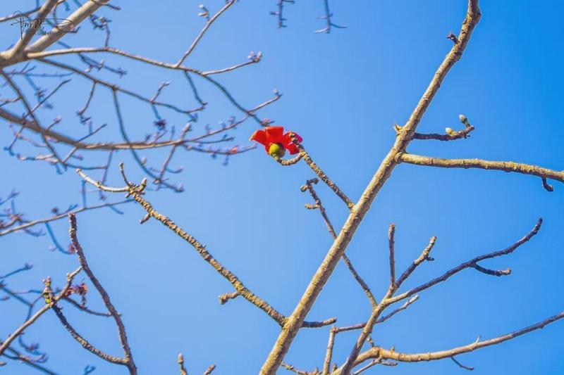  木棉与异木棉：植物学视角下的花期差异与识别指南 文化旅游